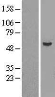 TUBE1 / Tubulin Epsilon Protein - Western validation with an anti-DDK antibody * L: Control HEK293 lysate R: Over-expression lysate
