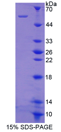 TUBE1 / Tubulin Epsilon Protein - Recombinant  Tubulin Epsilon By SDS-PAGE