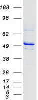 TUBG1 / Tubulin Gamma 1 Protein - Purified recombinant protein TUBG1 was analyzed by SDS-PAGE gel and Coomassie Blue Staining