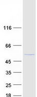 TUBG2 / Tubulin Gamma 2 Protein - Purified recombinant protein TUBG2 was analyzed by SDS-PAGE gel and Coomassie Blue Staining