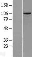 TUBGCP2 / GCP2 Protein - Western validation with an anti-DDK antibody * L: Control HEK293 lysate R: Over-expression lysate