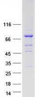 TUBGCP4 Protein - Purified recombinant protein TUBGCP4 was analyzed by SDS-PAGE gel and Coomassie Blue Staining