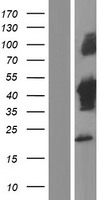 TUFT1 Protein - Western validation with an anti-DDK antibody * L: Control HEK293 lysate R: Over-expression lysate