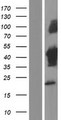 TUFT1 Protein - Western validation with an anti-DDK antibody * L: Control HEK293 lysate R: Over-expression lysate