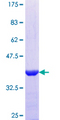 TUFT1 Protein - 12.5% SDS-PAGE Stained with Coomassie Blue.