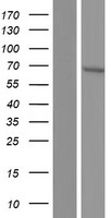 TULP1 Protein - Western validation with an anti-DDK antibody * L: Control HEK293 lysate R: Over-expression lysate