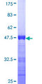 TULP2 Protein - 12.5% SDS-PAGE Stained with Coomassie Blue.