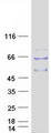 TULP2 Protein - Purified recombinant protein TULP2 was analyzed by SDS-PAGE gel and Coomassie Blue Staining