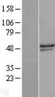 TULP3 Protein - Western validation with an anti-DDK antibody * L: Control HEK293 lysate R: Over-expression lysate