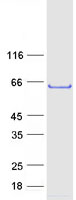TULP3 Protein - Purified recombinant protein TULP3 was analyzed by SDS-PAGE gel and Coomassie Blue Staining