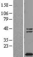 TUSC2 / FUS1 Protein - Western validation with an anti-DDK antibody * L: Control HEK293 lysate R: Over-expression lysate