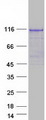 TUT1 Protein - Purified recombinant protein TUT1 was analyzed by SDS-PAGE gel and Coomassie Blue Staining
