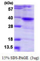 TWF1 / PTK9 Protein