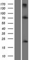 TWIST1 / TWIST Protein - Western validation with an anti-DDK antibody * L: Control HEK293 lysate R: Over-expression lysate