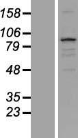 TXLNB Protein - Western validation with an anti-DDK antibody * L: Control HEK293 lysate R: Over-expression lysate