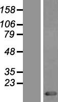 TXN / Thioredoxin / TRX Protein - Western validation with an anti-DDK antibody * L: Control HEK293 lysate R: Over-expression lysate