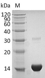 TXN / Thioredoxin / TRX Protein - (Tris-Glycine gel) Discontinuous SDS-PAGE (reduced) with 5% enrichment gel and 15% separation gel.