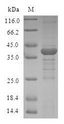 TXN2 / Thioredoxin 2 Protein - (Tris-Glycine gel) Discontinuous SDS-PAGE (reduced) with 5% enrichment gel and 15% separation gel.