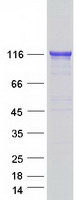 TXNDC11 Protein - Purified recombinant protein TXNDC11 was analyzed by SDS-PAGE gel and Coomassie Blue Staining