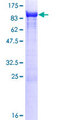 TXNDC3 Protein - 12.5% SDS-PAGE of human TXNDC3 stained with Coomassie Blue