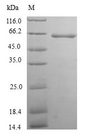 TXNDC5 / ERP46 Protein - (Tris-Glycine gel) Discontinuous SDS-PAGE (reduced) with 5% enrichment gel and 15% separation gel.