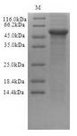 TXNIP Protein - (Tris-Glycine gel) Discontinuous SDS-PAGE (reduced) with 5% enrichment gel and 15% separation gel.