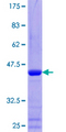 TXNL4B Protein - 12.5% SDS-PAGE of human TXNL4B stained with Coomassie Blue