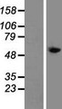 Tyrosine Aminotransferase Protein - Western validation with an anti-DDK antibody * L: Control HEK293 lysate R: Over-expression lysate