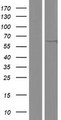 TYSND1 Protein - Western validation with an anti-DDK antibody * L: Control HEK293 lysate R: Over-expression lysate