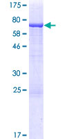 TYW2 / TRMT12 Protein - 12.5% SDS-PAGE of human TRMT12 stained with Coomassie Blue
