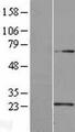 U2AF1L4 Protein - Western validation with an anti-DDK antibody * L: Control HEK293 lysate R: Over-expression lysate