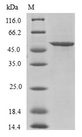 U2AF1L4 Protein - (Tris-Glycine gel) Discontinuous SDS-PAGE (reduced) with 5% enrichment gel and 15% separation gel.