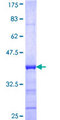 U2AF1L4 Protein - 12.5% SDS-PAGE Stained with Coomassie Blue.