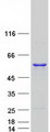 UAP1 Protein - Purified recombinant protein UAP1 was analyzed by SDS-PAGE gel and Coomassie Blue Staining