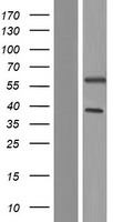 UAP1L1 Protein - Western validation with an anti-DDK antibody * L: Control HEK293 lysate R: Over-expression lysate