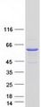 UAP1L1 Protein - Purified recombinant protein UAP1L1 was analyzed by SDS-PAGE gel and Coomassie Blue Staining