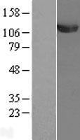 UBA1 / UBE1 Protein - Western validation with an anti-DDK antibody * L: Control HEK293 lysate R: Over-expression lysate