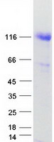 UBA1 / UBE1 Protein - Purified recombinant protein UBA1 was analyzed by SDS-PAGE gel and Coomassie Blue Staining