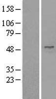 UBA3 / UBE1C Protein - Western validation with an anti-DDK antibody * L: Control HEK293 lysate R: Over-expression lysate