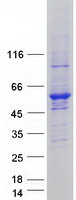 UBA3 / UBE1C Protein - Purified recombinant protein UBA3 was analyzed by SDS-PAGE gel and Coomassie Blue Staining