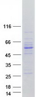 UBA3 / UBE1C Protein - Purified recombinant protein UBA3 was analyzed by SDS-PAGE gel and Coomassie Blue Staining