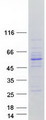 UBA3 / UBE1C Protein - Purified recombinant protein UBA3 was analyzed by SDS-PAGE gel and Coomassie Blue Staining