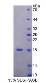 UBA52 Protein - Recombinant Ubiquitin A 52 Residue Ribosomal Protein Fusion Product 1 By SDS-PAGE