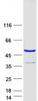 UBAC1 / KPC2 Protein - Purified recombinant protein UBAC1 was analyzed by SDS-PAGE gel and Coomassie Blue Staining