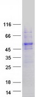 UBAP1L Protein - Purified recombinant protein UBAP1L was analyzed by SDS-PAGE gel and Coomassie Blue Staining