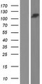 UBAP2 Protein - Western validation with an anti-DDK antibody * L: Control HEK293 lysate R: Over-expression lysate