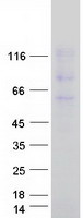 UBAP2L Protein - Purified recombinant protein UBAP2L was analyzed by SDS-PAGE gel and Coomassie Blue Staining