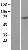 UBASH3A / CLIP4 Protein - Western validation with an anti-DDK antibody * L: Control HEK293 lysate R: Over-expression lysate