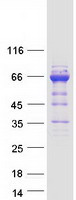 UBASH3A / CLIP4 Protein - Purified recombinant protein UBASH3A was analyzed by SDS-PAGE gel and Coomassie Blue Staining