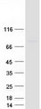 UBASH3A / CLIP4 Protein - Purified recombinant protein UBASH3A was analyzed by SDS-PAGE gel and Coomassie Blue Staining